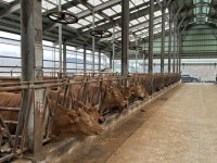 양양군, 양양한우 명품화 사업 공약이행 ‘순항’ | 뉴스로