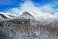 영양 자작나무숲, 겨울왕국으로 변신 | 뉴스로