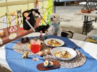 함양 산삼자연휴양림, 반려견과 함께하는 ‘숲속 멍스토랑’ 개최 | 뉴스로