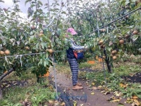 농업기술센터, 가을철 농촌 일손돕기 추진 | 뉴스로