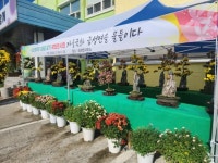 주민들이 꽃 피운 가을 국화, 금성면을 물들이다 | 뉴스로