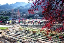 제4회 제천시 수산면 상천리 산수유축제 성황리 마무리 | 뉴스로