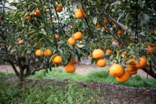 공업도시 넘어 ‘달콤도시’로…구미의 만감류 재배 성공기 | 뉴스로