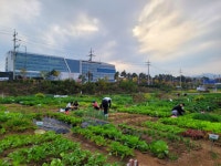 성남시 65세 이상 2090명에 시청 건너편 실버텃밭 무료 분양 | 뉴스로
