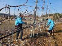 홍성군 농업기술센터, 사과 전정작업 유의 당부 | 뉴스로