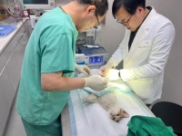순천시, 중증장애인 및 취약계층 반려동물 진료비 지원 | 뉴스로