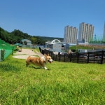 해운대구, 반려동물 놀이터 대형견 이용 문턱 낮춘다 | 뉴스로