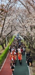 부산 사상구, 2025년 낙동강정원 벚꽃축제 3월 28일 화려한 개막 | 뉴스로