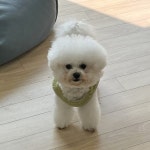 서대문구 홍제2동, 동물매개정서치유프로그램 시범 운영 ‘찾아가는 마음치유 프로젝트, 반려동물이 전하는 사랑’ | 뉴스로