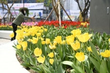 도심 속 정원, 봄꽃으로 물들다 달성군 다사광장·세천늪테마정원 새 단장 | 뉴스로