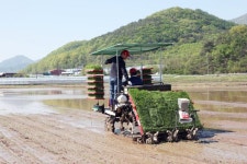 상주쌀『미소진품』, 첫 모내기 실시 | 뉴스로
