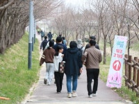 맹동면 주민자치회, ‘맹동혁신도시 수변공원 벚꽃길 걷기대회’ 열어 | 뉴스로