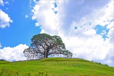 솔고개 소나무 산림청‘2025 올해의 나무’선정 | 뉴스로