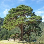 솔고개 소나무 산림청‘2025 올해의 나무’선정 | 뉴스로