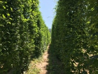 국내토종 ‘홍천홉’ 수면개선 효과 과학적 입증 | 뉴스로