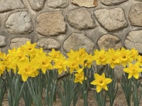 예산군 추사고택, 만개한 수선화 속 상춘객 맞이 | 뉴스로