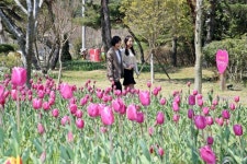 장흥군 ‘하늘빛수목정원 튤립축제’로 초대합니다 | 뉴스로