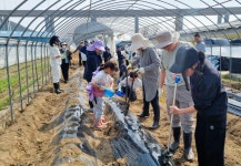 장성군 “선한 뜻 모아 키우는 서삼면 감자… 맛있을 수밖에요” | 뉴스로