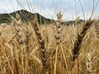 보리· 밀 붉은곰팡이병 적기 방제로 안전한 농산물 생산 | 뉴스로