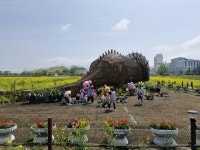 기월안뜰, 유채와 청보리 가득한 자연의 향연 | 뉴스로
