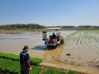 당진시, 고품질 벼 재배를 위한 적기 모내기 중점 지도 | 뉴스로