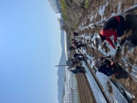 근남면 마현1리 너 나 우리 봉사단, 감자심기 행사 열려 | 뉴스로