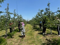 김천시 농소면, 농번기 맞아 사과 적과 농촌 일손 돕기 실시 | 뉴스로