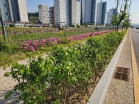 청주시, 도로변 띠녹지 정비로 가로경관 개선 | 뉴스로