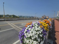 성주읍, 축제맞이 시가지 꽃길조성 완료 | 뉴스로