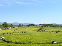 고창청보리밭축제 흥행대박 비결은? ‘드라마 같은 풍경, 영화 같은 하루‘ 고창청보리밭축제 51만명 방문 대박 | 뉴스로