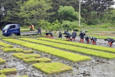 자월면 공무원들 승봉도 농가 일손 돕기 나서 | 뉴스로