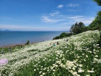 ‘순백의 꽃길’ 부안 변산마실길 샤스타데이지 만개 | 뉴스로