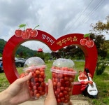 양양 명지리 마을 ‘앵두사랑 앵두축제’ 성황 | 뉴스로