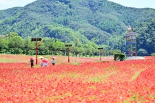 청송군, 산소카페 청송정원 꽃양귀비단지 무료 개방 | 뉴스로