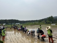 수원시 칠보생태환경체험교육관, 시민과 함께하는 전통 모내기 체험 행사 | 뉴스로