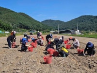고령군 덕곡면·주민복지과·농업기술센터 공무원 마늘 수확철을 맞아 바쁜 농가에 ‘든든한 지원군’자처 | 뉴스로