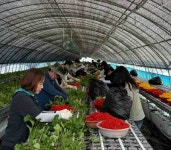 장곡면, 농번기 맞아 도움의 손길 | 뉴스로