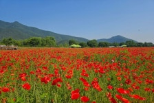 남양주시 물의정원, 붉은 꽃양귀비 물결로 시민 발길 사로잡아 | 뉴스로