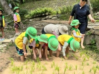 창원특례시 쌀재 유아숲체험원,‘손모내기’체험 프로그램 운영 | 뉴스로