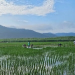 순천에서 쉴랑게~! 흑두루미 경관농업 손모내기 마무리 | 뉴스로