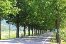 초록이 만든 여름 터널, 보성군 메타세콰이어길 | 뉴스로