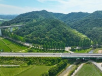 초록이 만든 여름 터널, 보성군 메타세콰이어길 | 뉴스로