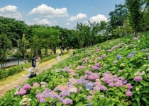 구미 다온숲, 수국길 따라 인생샷 찍으러 오세요 | 뉴스로