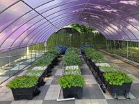 경로당도 스마트팜 시대! 고령농 맞춤 수경재배장치 개발 | 뉴스로