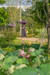 북구 연암정원 연꽃 개화 여름철 볼거리 제공 | 뉴스로