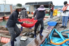“폐사 막기 위한 결단” 태안군, 양식어류 67만여 마리 긴급방류 | 뉴스로