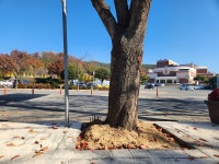 뉴스로 - 지자체가 보인다! - 의성군, 가로수 돌출 뿌리 정비사업 추진 의성군, 가로수 돌출 뿌리 정비사업 추진