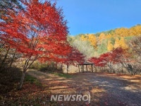 뉴스로 - 지자체가 보인다! - [기획] 자연이 주는 선물, 석포 투어로 가을을 품다! [기획] 자연이 주는 선물, 석포 투어로 가을을 품다!