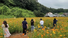- 매포읍, 황화코스모스 만개… 평동리 꽃밭 방문객 발길 이어져 매포읍, 황화코스모스 만개… 평동리 꽃밭 방문객 발길 이어져