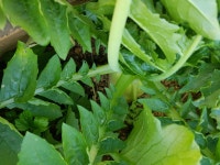 경기도 화성시 반송동 [월세] 6억/250 쓰리룸+(방:3/욕실:2) | 피터팬의 좋은방 구하기 경기도 화성시 반송동 [월세] 6억/250 쓰리룸+(방:3/욕실:2)